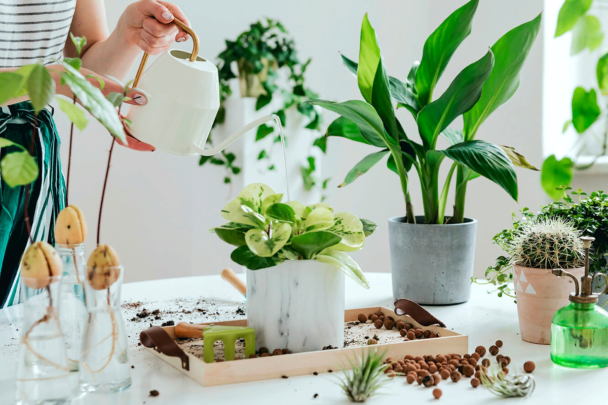 Cum să-ți înmulțești plantele fără bani – trucuri pentru o mini-junglă acasă