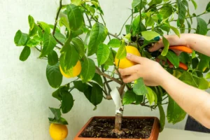 Lămâi de interior: Cum să crești vitamina C la tine acasă