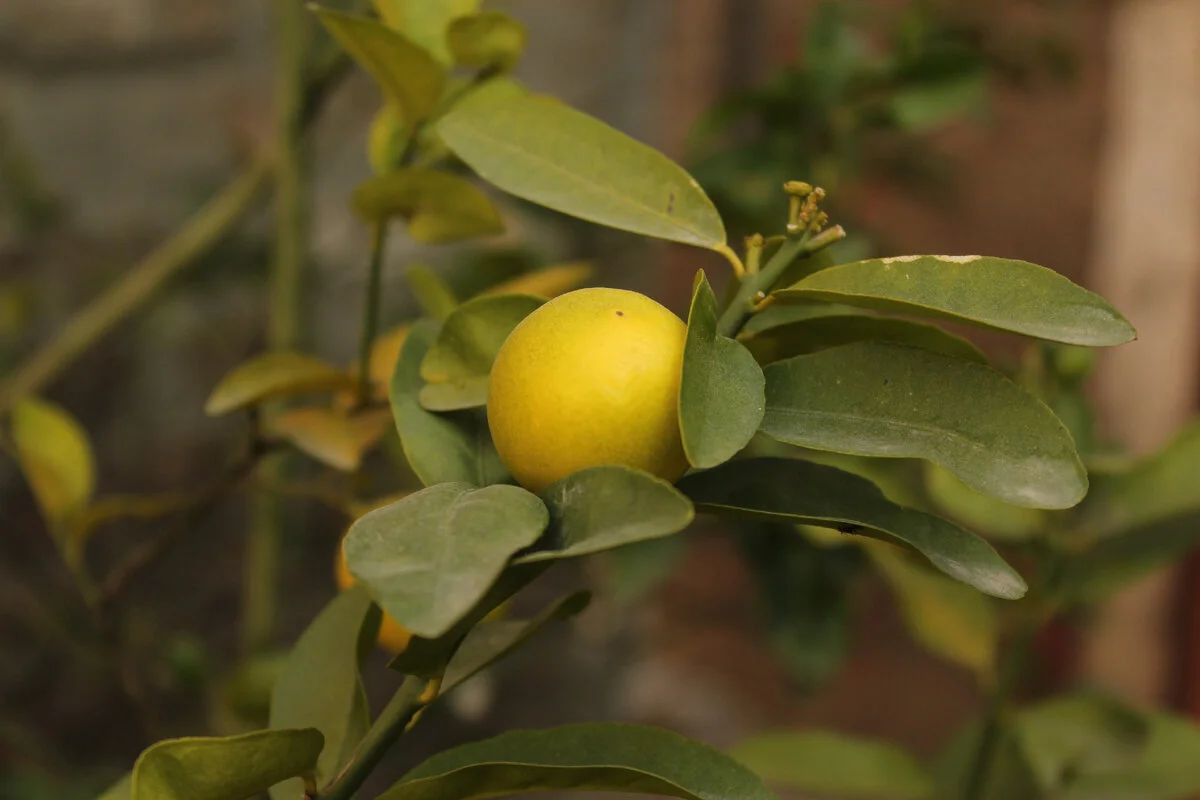 Lămâi de interior: Cum să crești vitamina C la tine acasă