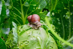 Cum să alungi melcii din grădină: O metodă simplă și naturală, fără chimicale