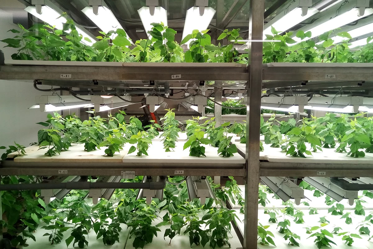 Microclimat sub ferestre: ce să plantezi pe partea de nord