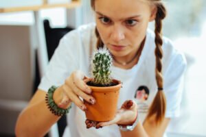 Deșert în casa ta: Cum să crești un mini-cactus din semințe în 4 săptămâni