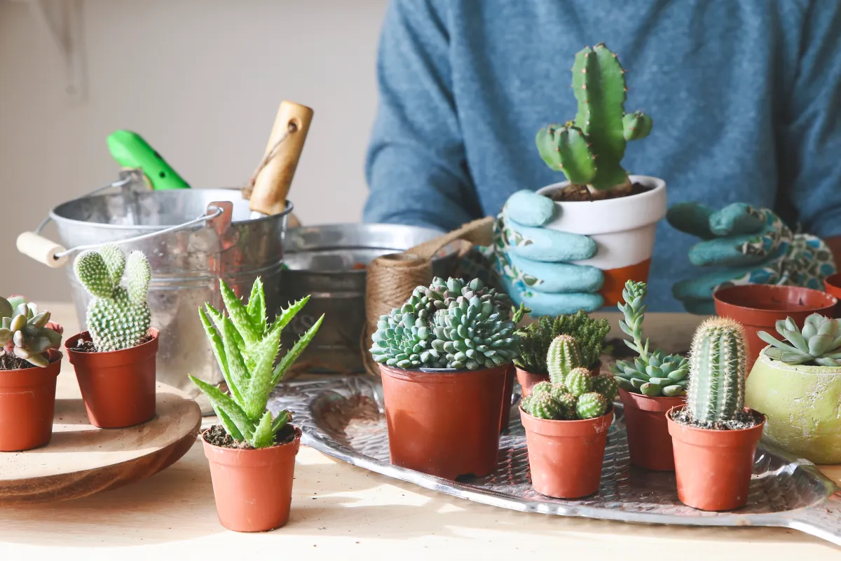 Deșert în casa ta: Cum să crești un mini-cactus din semințe în 4 săptămâni