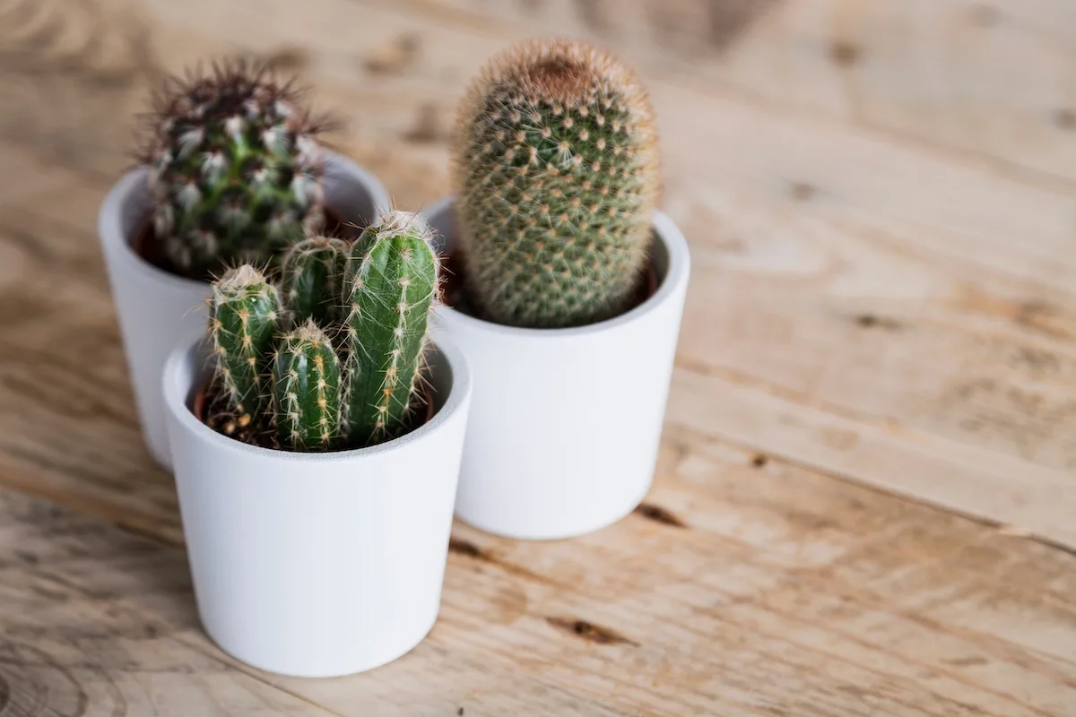 Deșert în casa ta: Cum să crești un mini-cactus din semințe în 4 săptămâni