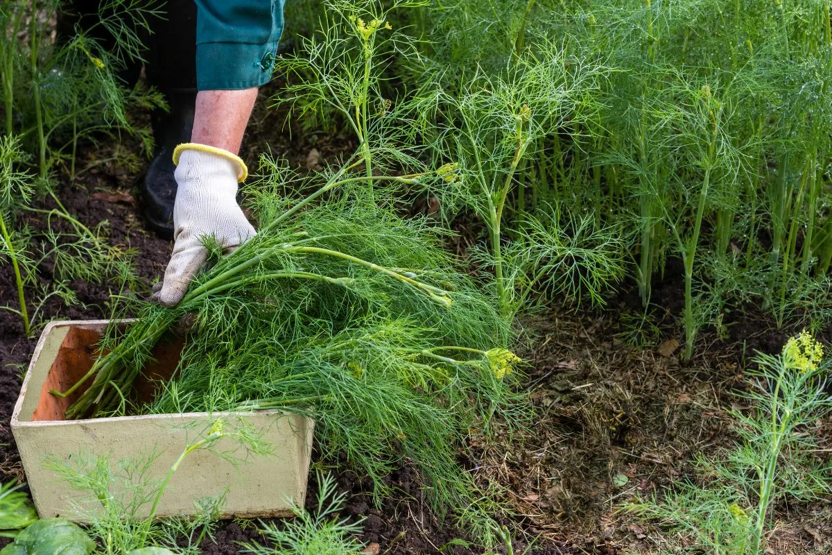 Ce legumă nu trebuie plantată lângă morcovi: Greșeala care îți distruge recolta