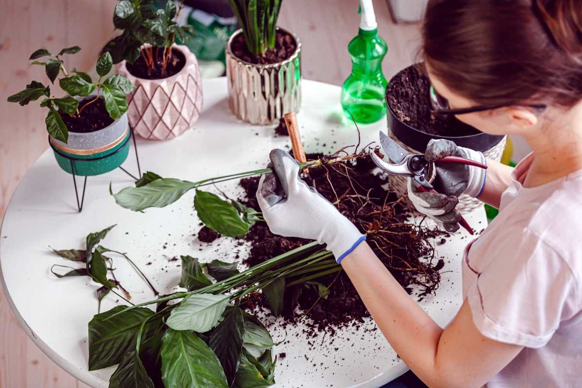 Semne că planta ta are nevoie de un ghiveci mai mare