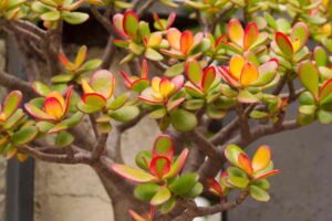 Planta de interior care aduce noroc și bani – nu e doar o superstiție!