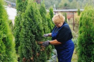 Afaceri OLX: Piața de tuia în România 2025