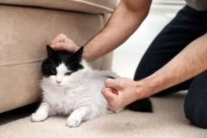 Ce să faci dacă pisica îți marchează pantofii: Cauza este stresul – iată cum să o ajuți