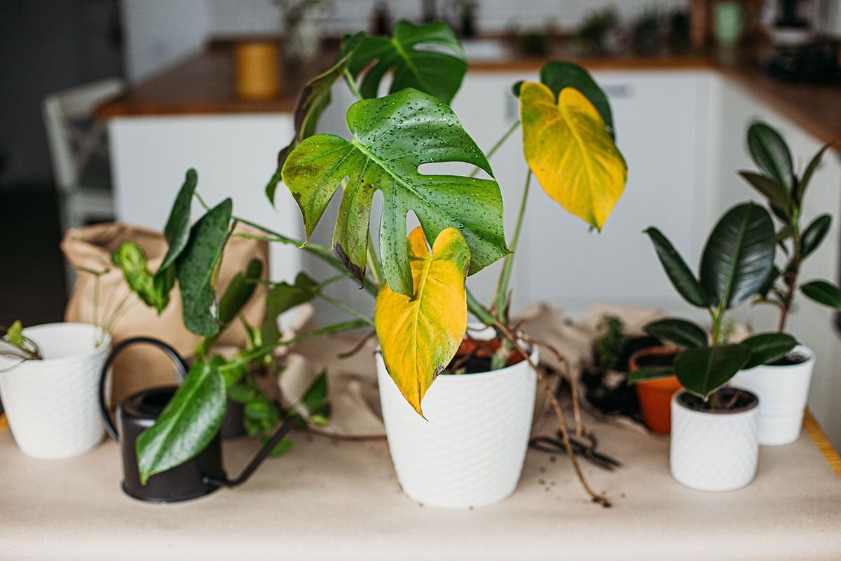 planta
