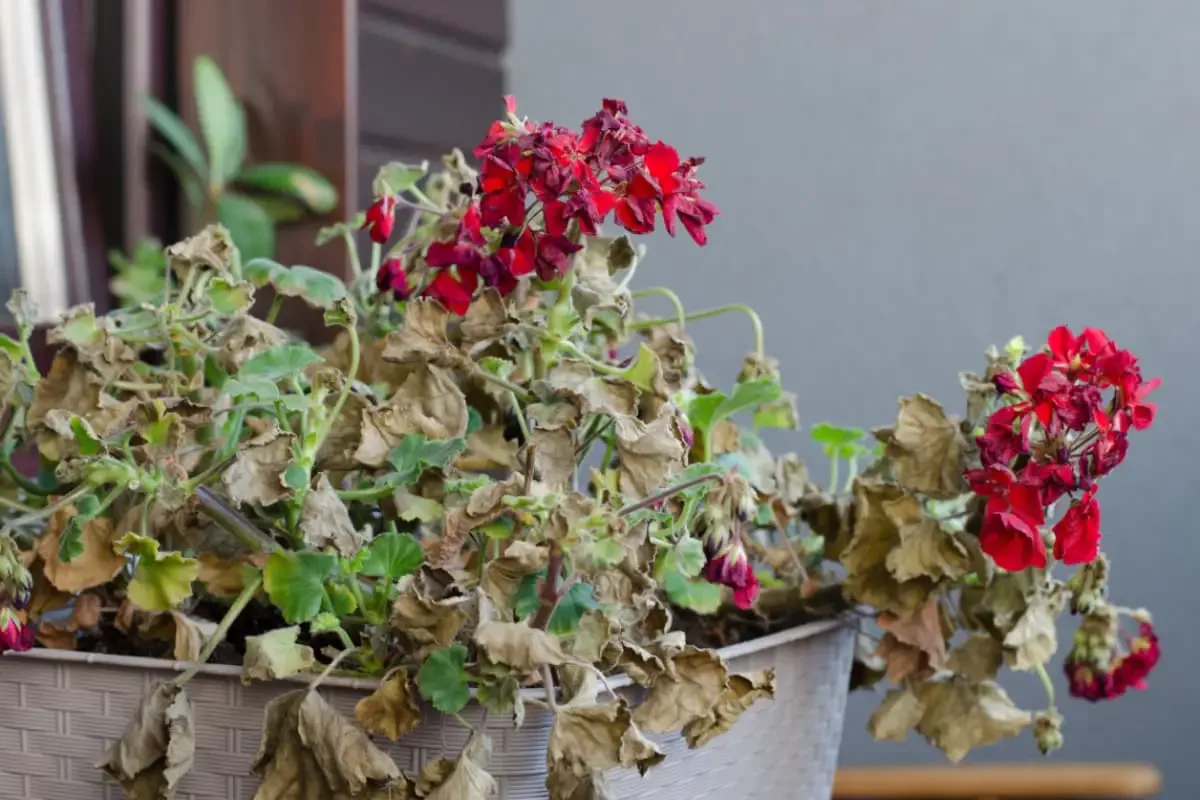 Cum să salvezi o plantă uscată – secretul florarilor dezvăluit