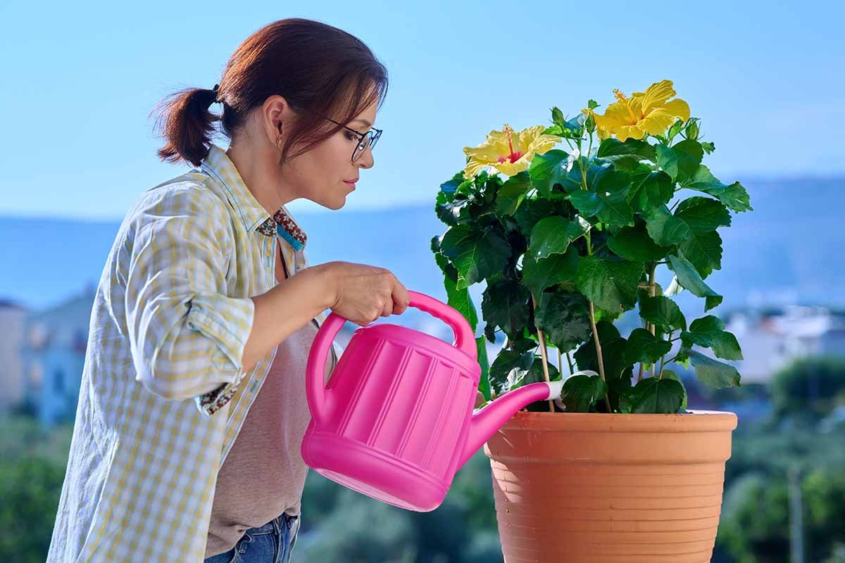De ce nu ar trebui să udăm plantele ziua: lecții de la grădinarii români