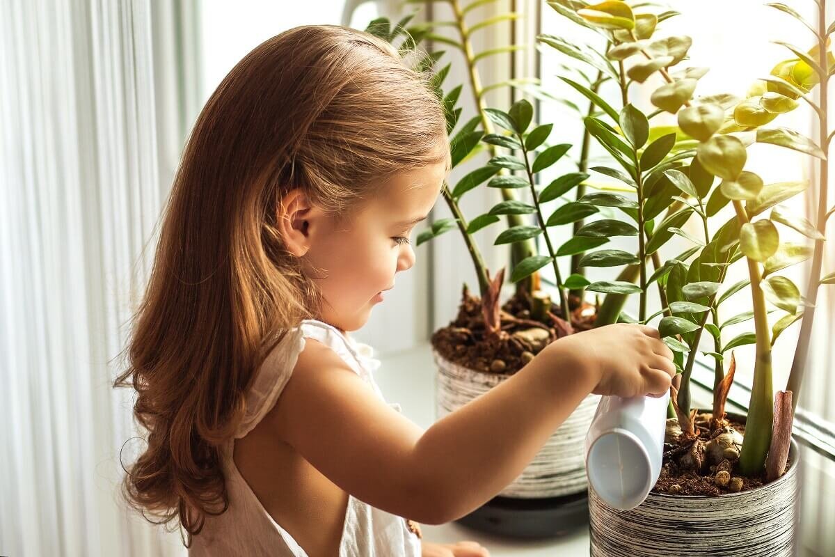 Cum să uzi plantele de interior în București: Secrete de la experți