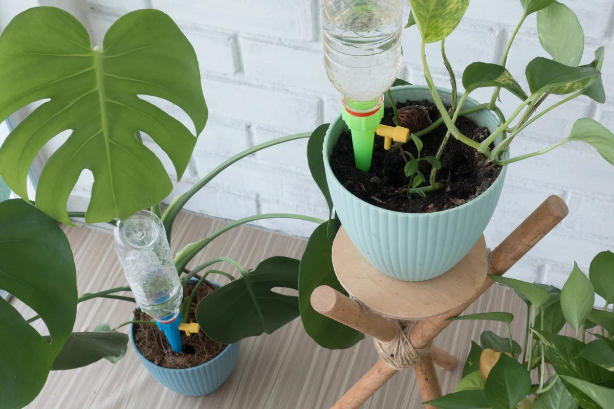 Cum să transformi o sticlă de plastic într-un sistem de irigare automată în 2 minute
