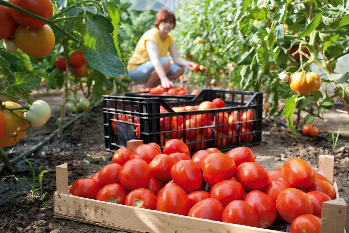 tomatelor