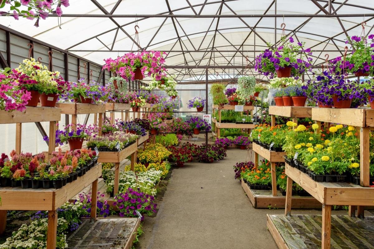 Povești de succes din România: Afaceri cu plante care au crescut odată cu orașele