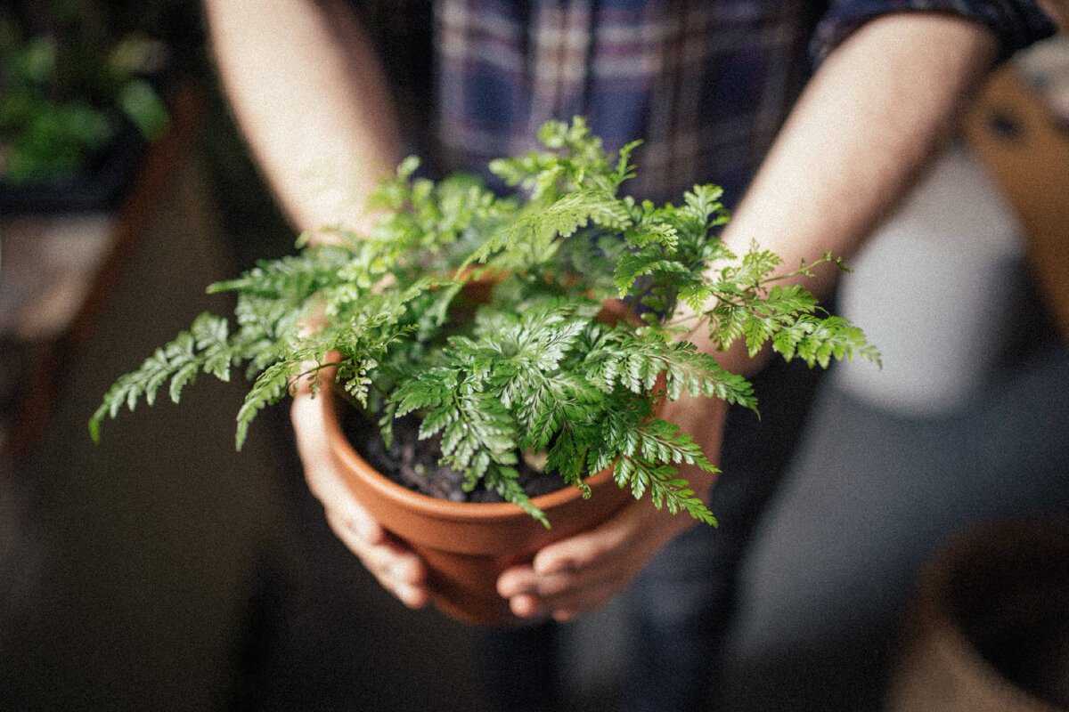 Planta de interior care purifică aerul în 24 de ore: un filtru natural