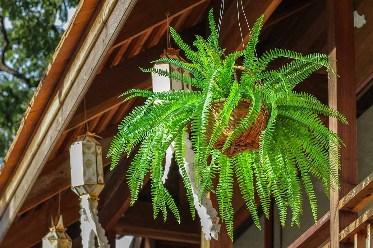 Planta de interior care purifică aerul în 24 de ore: un filtru natural