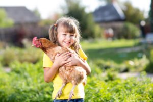 Record mondial: câte găini pe cap de locuitor în România?