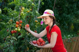 Plantează asta lângă roșii și uită de boli!