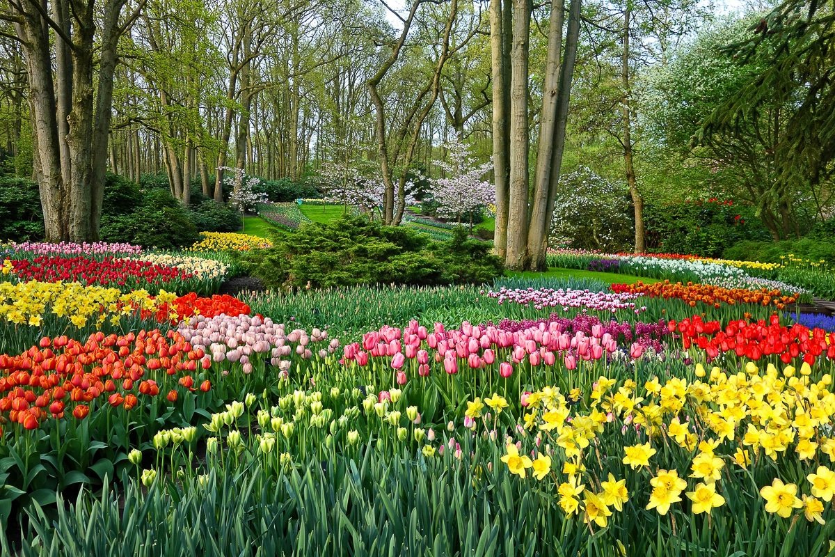 O lingură de sare în sol și florile vor înflori ca niciodată!