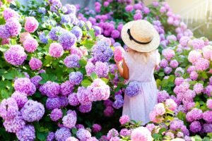 O lingură de sare în sol și florile vor înflori ca niciodată!