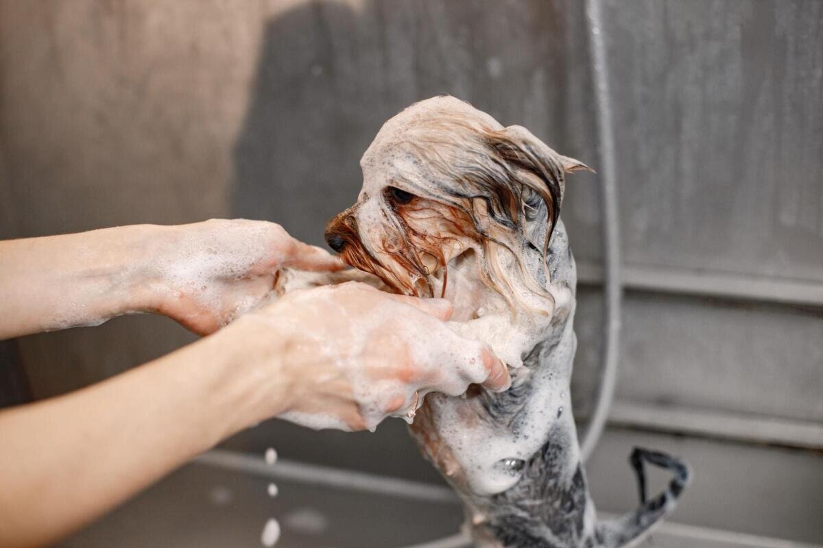 De ce nu trebuie să speli câinele prea des: avertismentul dermatologilor veterinari
