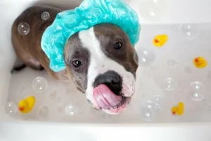 De ce nu trebuie să speli câinele prea des: avertismentul dermatologilor veterinari