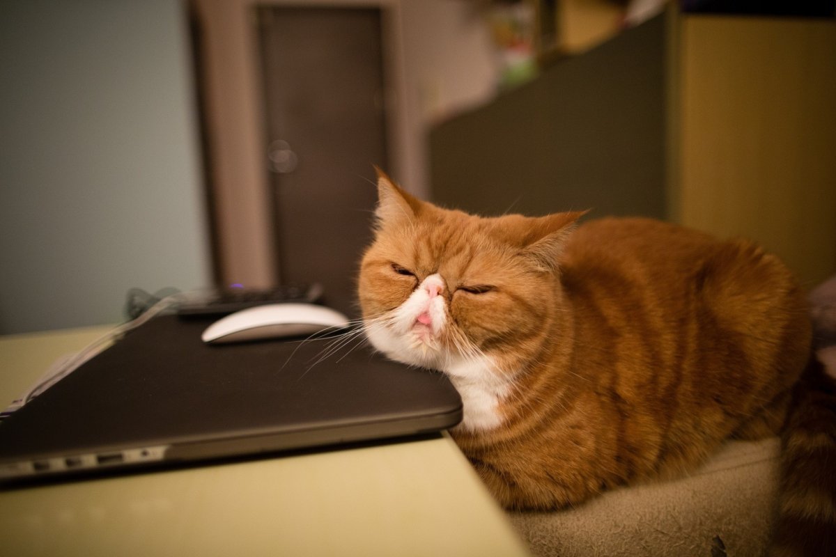 sleep