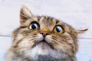 Semne că pisica ta e stresată — și ce poți face