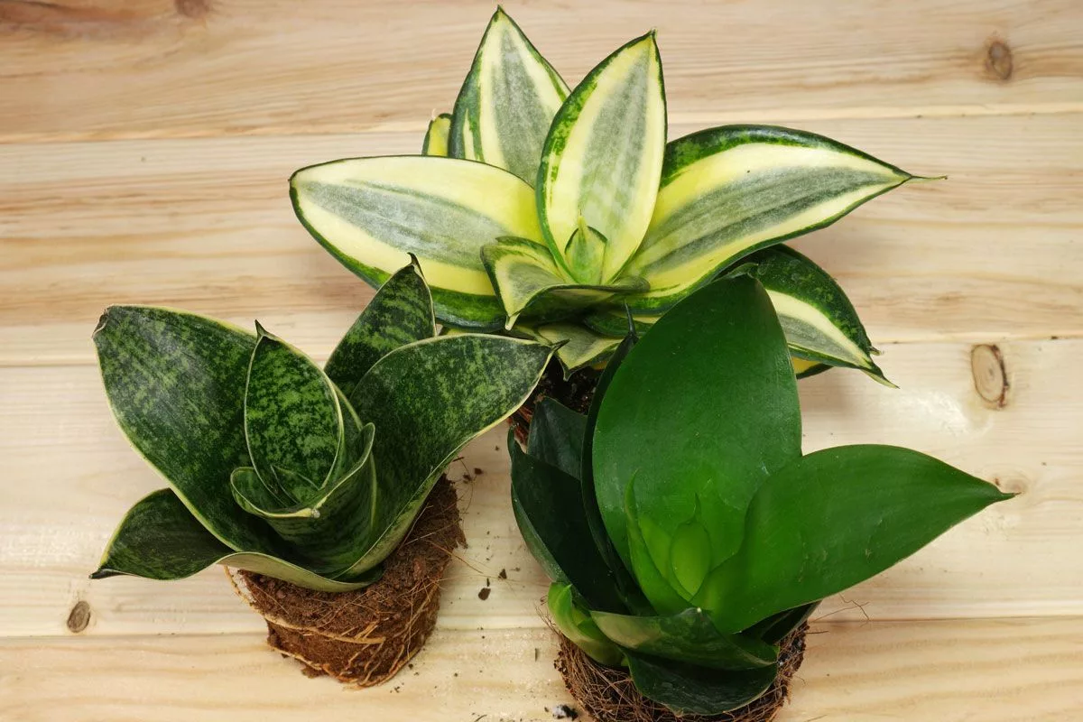 Plantele care absorb cel mai bine toxinele din aer – pentru o casă mai curată
