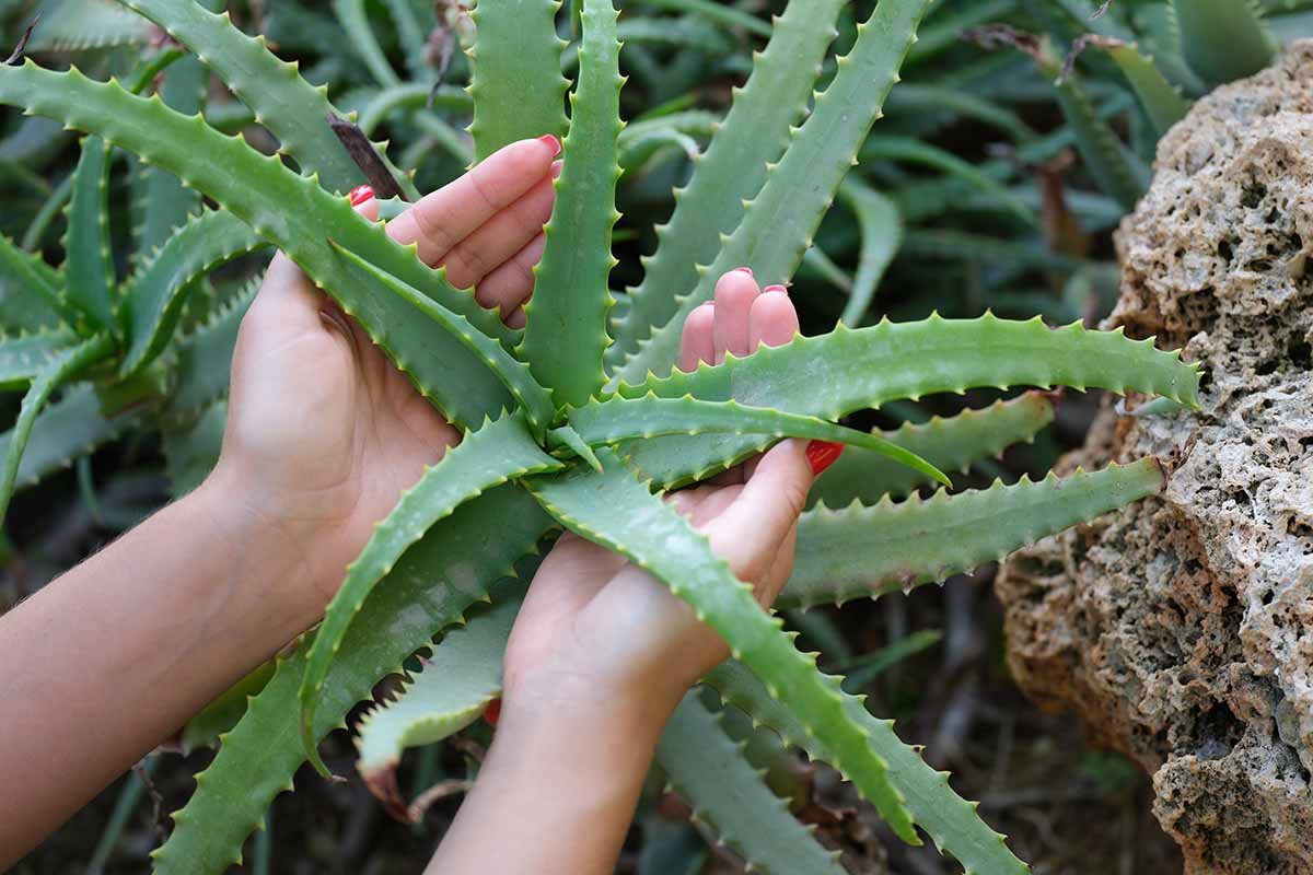 Plantele care absorb cel mai bine toxinele din aer – pentru o casă mai curată