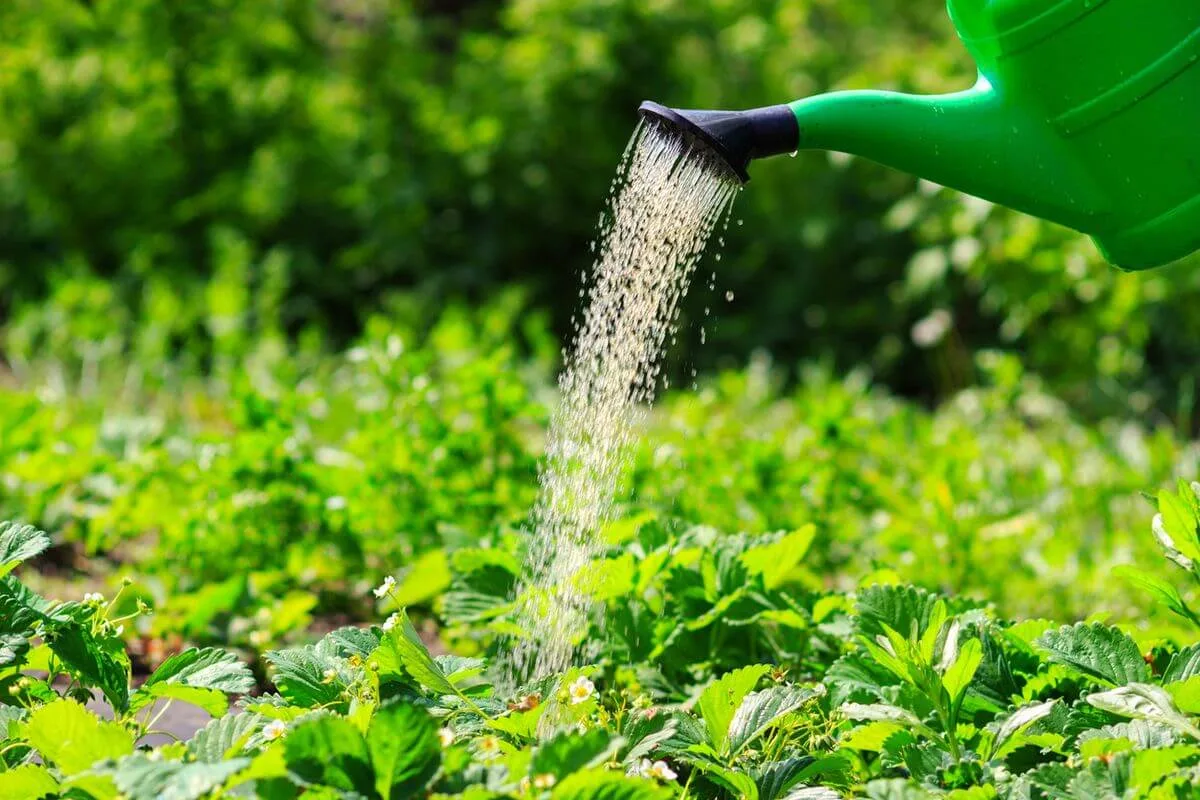 De ce să nu uzi plantele la amiază: explicație