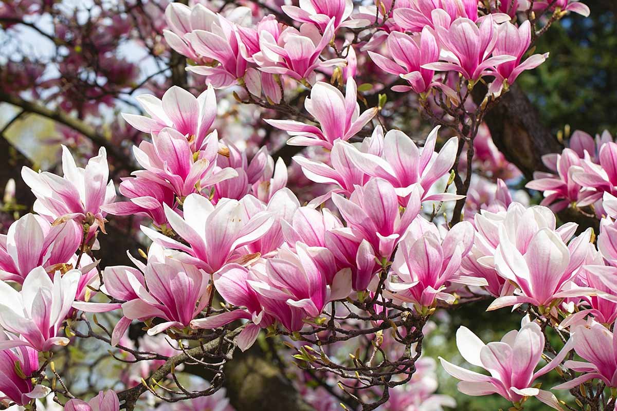 Vânzare pe OLX: tuia, bambus și magnolii