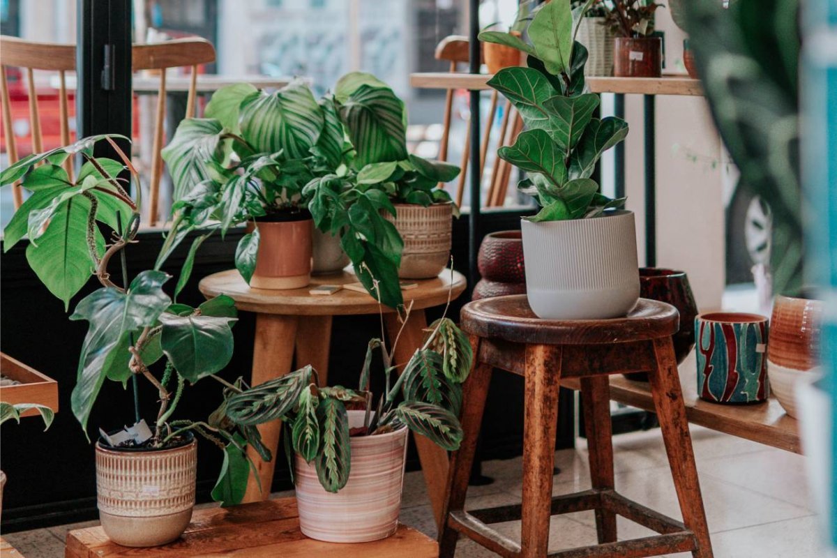 plante
