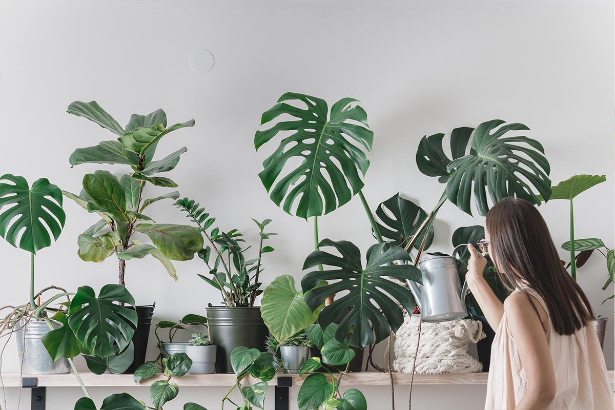 plante