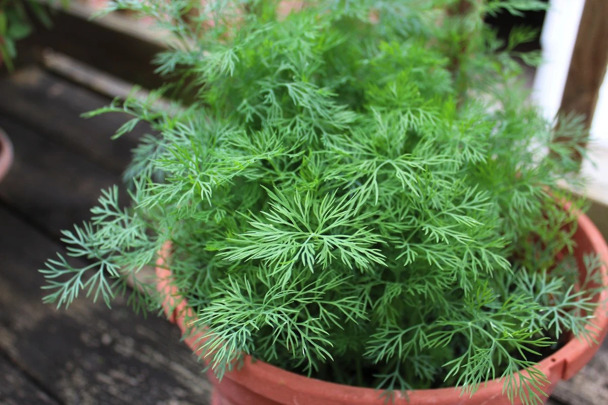 TikTok-Lifehack: Cum să transformi sâmbăta în „ziua naturii” — 5 plante de balcon care înfloresc imediat