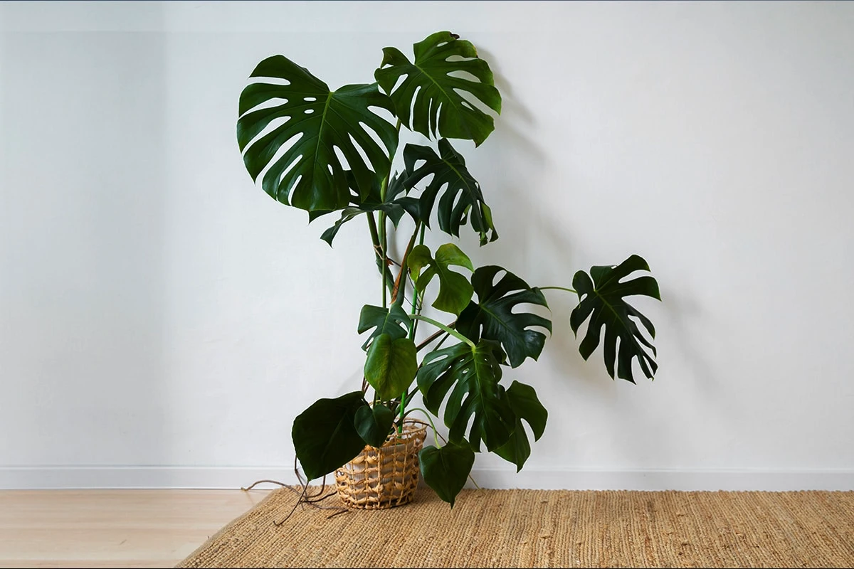 Plantele care umplu casa de energie bună și te fac să te simți ca într-o oază vie