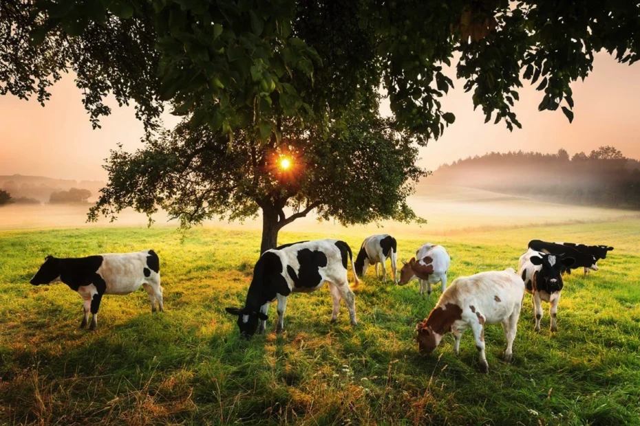 Au vacile colege preferate? Ce spun studiile – Prieteniile bovine care schimbă perspectiva asupra fermei!