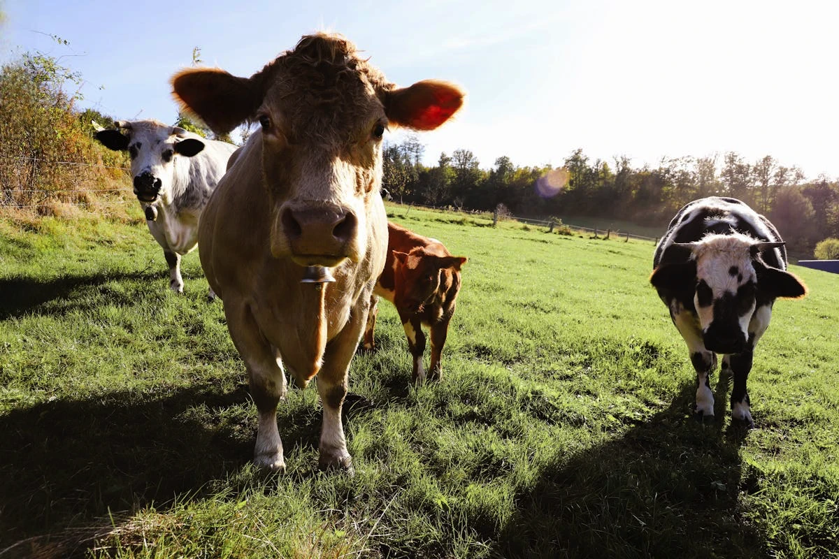 Au vacile colege preferate? Ce spun studiile – Prieteniile bovine care schimbă perspectiva asupra fermei!