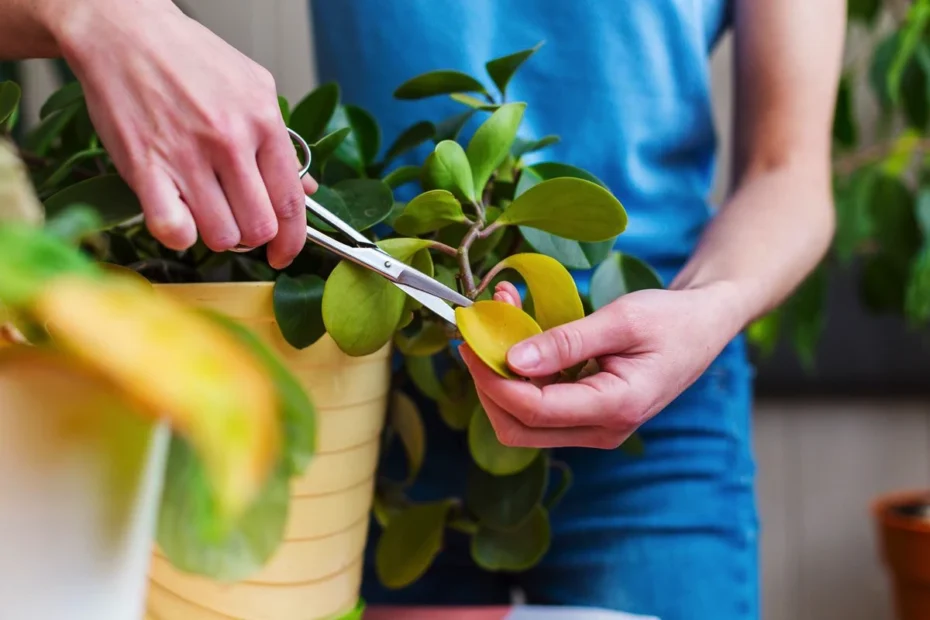 Planta ofilită revine la viață în doar 24 de ore!