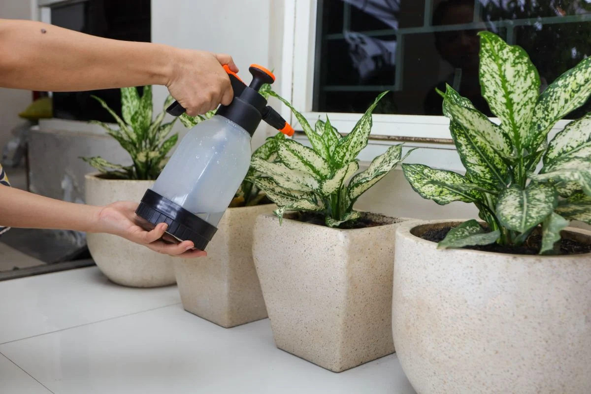 Planta ofilită revine la viață în doar 24 de ore!