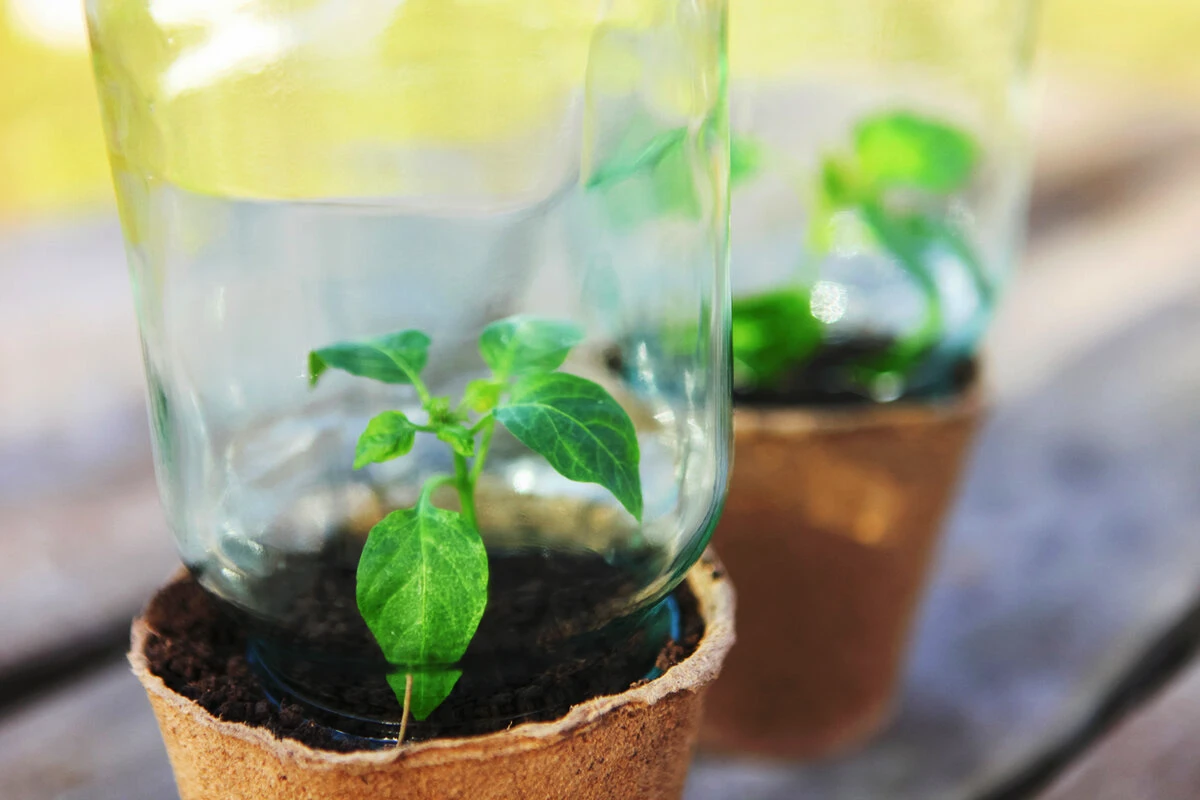 Planta ofilită revine la viață în doar 24 de ore!