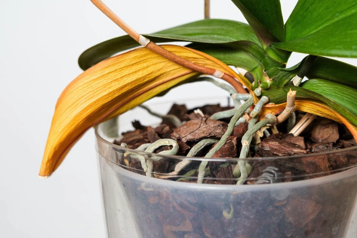 Greșeala fatală pe care 95 % dintre noi o facem și ne omoară orhideele în câteva săptămâni