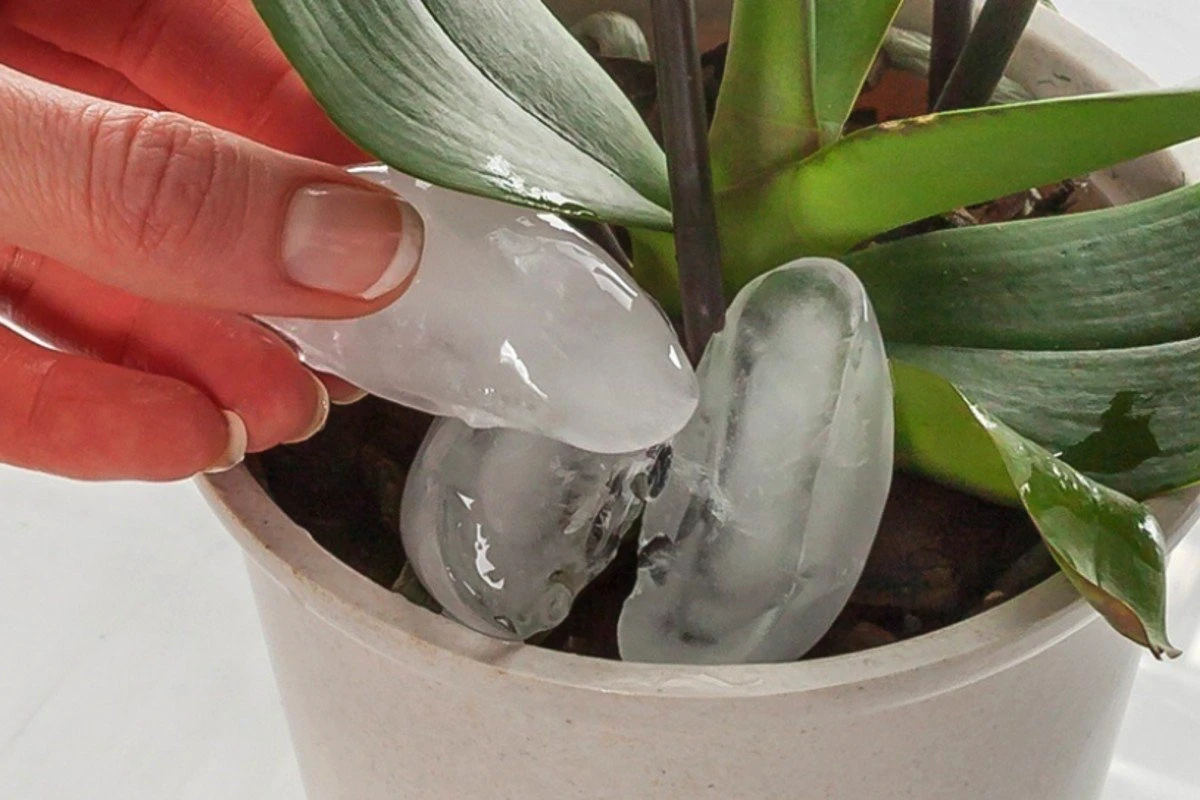 Greșeala fatală pe care 95 % dintre noi o facem și ne omoară orhideele în câteva săptămâni