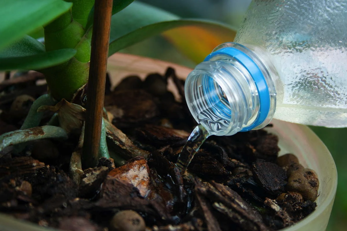 Greșeala fatală pe care 95 % dintre noi o facem și ne omoară orhideele în câteva săptămâni