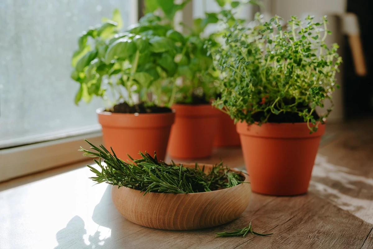 Grădina de pe pervaz: verdeață fragedă la îndemână, crescută chiar lângă fereastra de la bucătărie