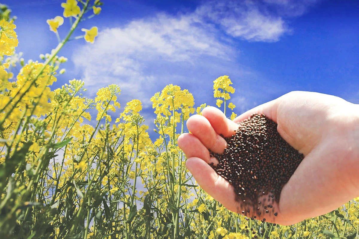 Cântărirea rapiței toamna: Secretul pentru o fertilizare cu azot eficientă și economii reale