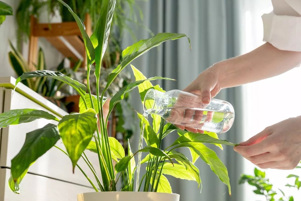 Patru obiceiuri de dimineață pe care românii le evită cu succes – și exact ele sunt cele care îți omoară plantele de apartament încetul cu încetul